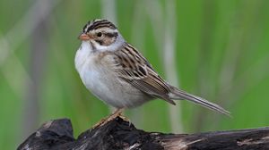Preview wallpaper sparrow, bird, wings, feathers, small