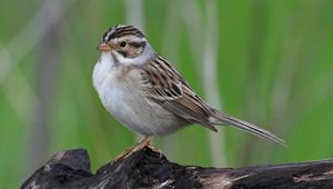 Preview wallpaper sparrow, bird, wings, feathers, small