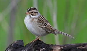 Preview wallpaper sparrow, bird, wings, feathers, small