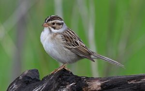 Preview wallpaper sparrow, bird, wings, feathers, small