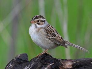 Preview wallpaper sparrow, bird, wings, feathers, small