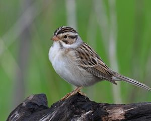 Preview wallpaper sparrow, bird, wings, feathers, small