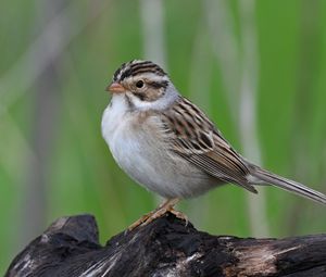 Preview wallpaper sparrow, bird, wings, feathers, small