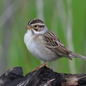 Preview wallpaper sparrow, bird, wings, feathers, small