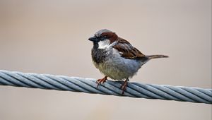 Preview wallpaper sparrow, bird, wire