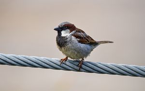 Preview wallpaper sparrow, bird, wire