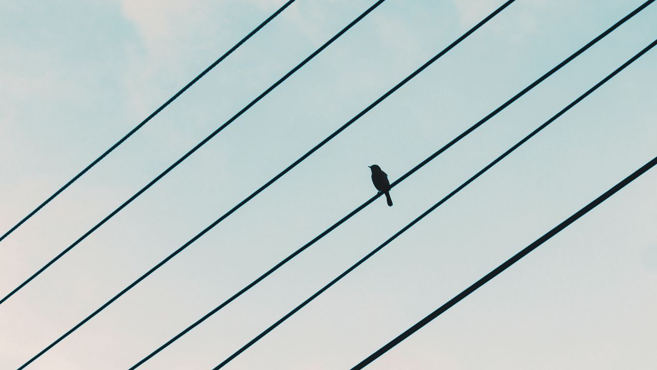 Wallpaper sparrow, bird, wires, sky