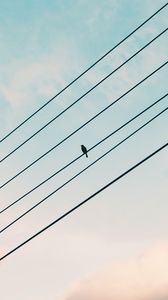 Preview wallpaper sparrow, bird, wires, sky