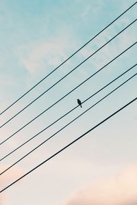 Preview wallpaper sparrow, bird, wires, sky