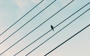 Preview wallpaper sparrow, bird, wires, sky