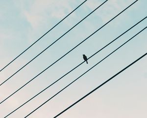 Preview wallpaper sparrow, bird, wires, sky