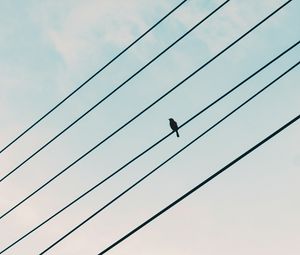 Preview wallpaper sparrow, bird, wires, sky