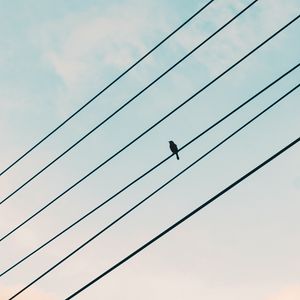 Preview wallpaper sparrow, bird, wires, sky