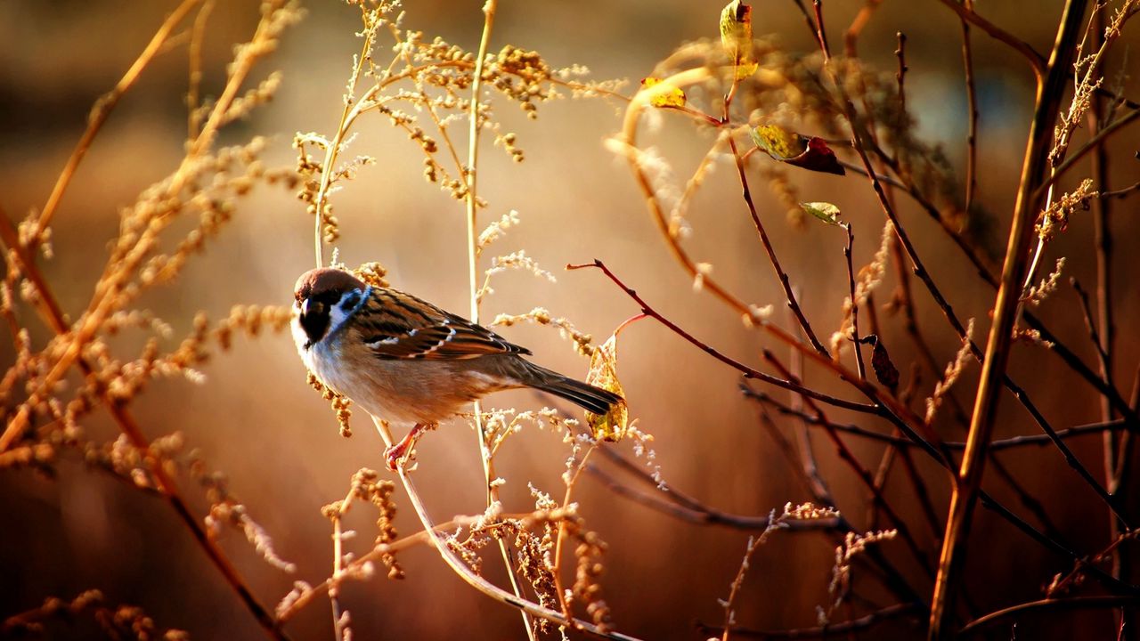 Wallpaper sparrow, birds, branches, trees, flowers