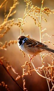 Preview wallpaper sparrow, birds, branches, trees, flowers