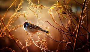 Preview wallpaper sparrow, birds, branches, trees, flowers