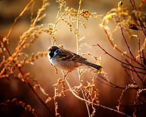 Preview wallpaper sparrow, birds, branches, trees, flowers