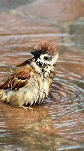 Preview wallpaper sparrow, birds, water, wet