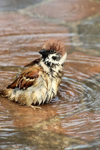 Preview wallpaper sparrow, birds, water, wet