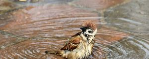 Preview wallpaper sparrow, birds, water, wet