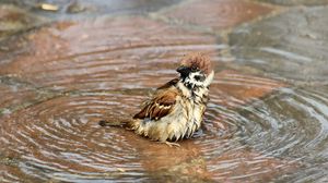 Preview wallpaper sparrow, birds, water, wet