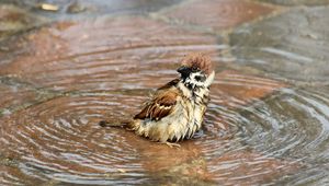 Preview wallpaper sparrow, birds, water, wet