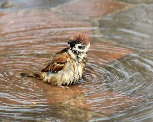 Preview wallpaper sparrow, birds, water, wet