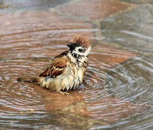 Preview wallpaper sparrow, birds, water, wet