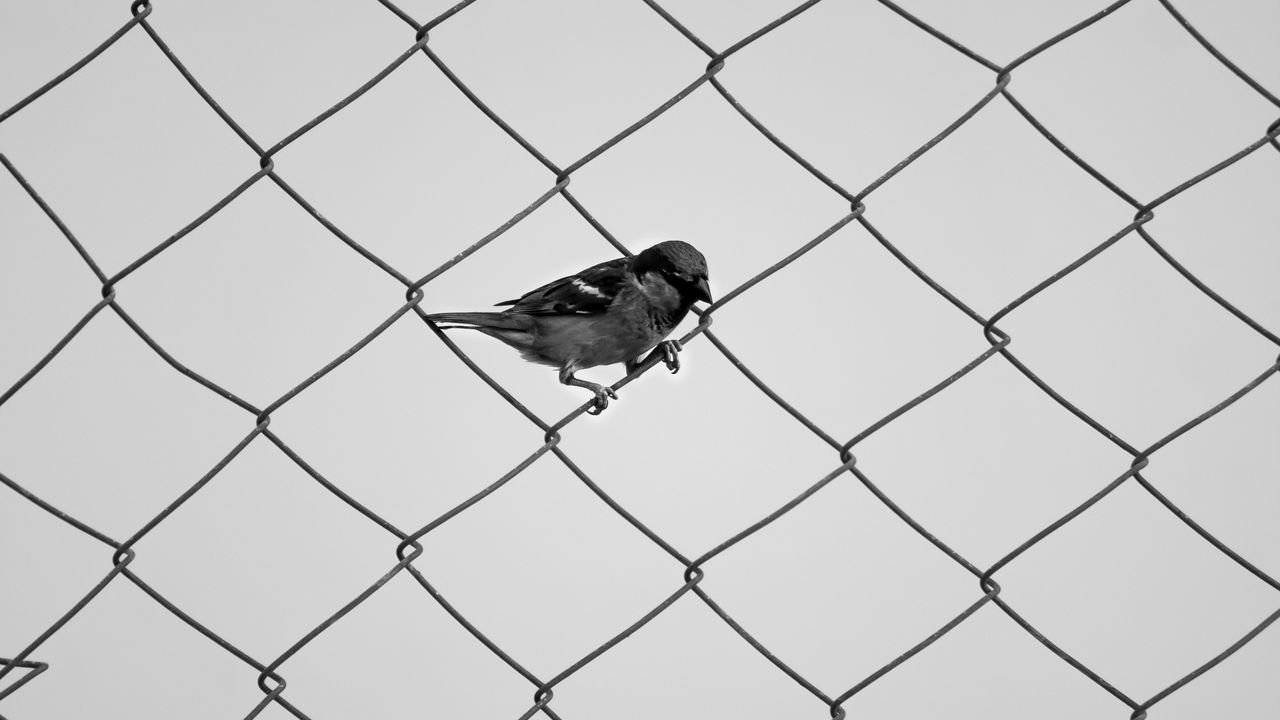 Wallpaper sparrow, fence, bw, mesh, bird, minimalism