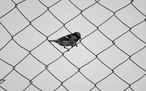 Preview wallpaper sparrow, fence, bw, mesh, bird, minimalism