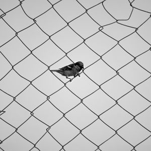 Preview wallpaper sparrow, fence, bw, mesh, bird, minimalism