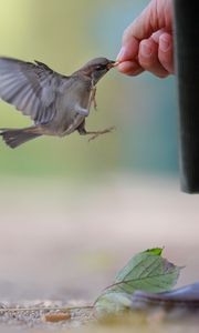 Preview wallpaper sparrow, food, flock