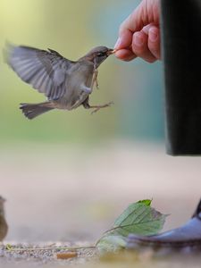 Preview wallpaper sparrow, food, flock