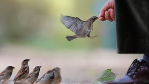 Preview wallpaper sparrow, food, flock