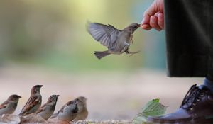 Preview wallpaper sparrow, food, flock