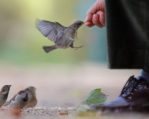 Preview wallpaper sparrow, food, flock