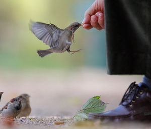 Preview wallpaper sparrow, food, flock