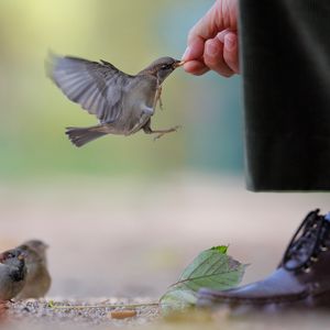 Preview wallpaper sparrow, food, flock