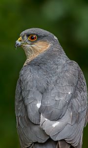 Preview wallpaper sparrow hawk, hawk, bird, blur