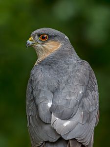 Preview wallpaper sparrow hawk, hawk, bird, blur