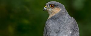 Preview wallpaper sparrow hawk, hawk, bird, blur