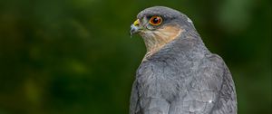 Preview wallpaper sparrow hawk, hawk, bird, blur