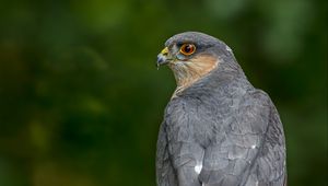 Preview wallpaper sparrow hawk, hawk, bird, blur