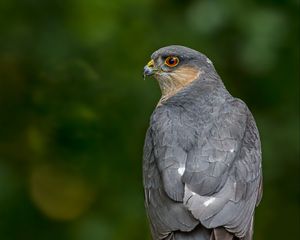 Preview wallpaper sparrow hawk, hawk, bird, blur