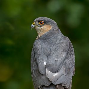 Preview wallpaper sparrow hawk, hawk, bird, blur