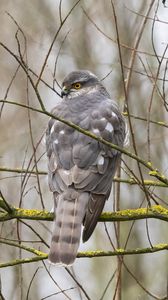 Preview wallpaper sparrow hawk, hawk, bird, branches