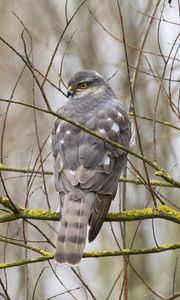 Preview wallpaper sparrow hawk, hawk, bird, branches