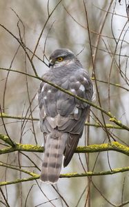 Preview wallpaper sparrow hawk, hawk, bird, branches