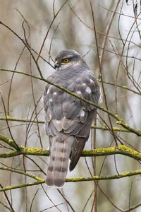 Preview wallpaper sparrow hawk, hawk, bird, branches