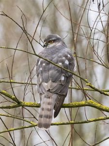 Preview wallpaper sparrow hawk, hawk, bird, branches